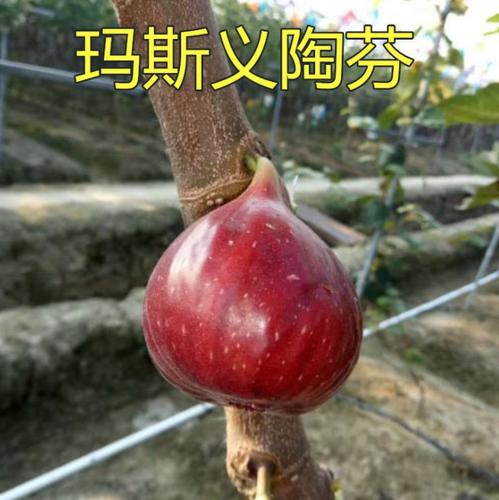 玛斯义陶芬无花果苗介绍玛斯义陶芬无花果苗价格玛斯义陶芬无花果苗