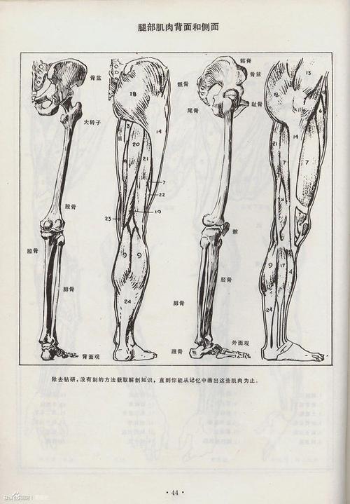 安德鲁·路米斯 andrewloomis 人体素描_看图_素描吧_百度贴吧