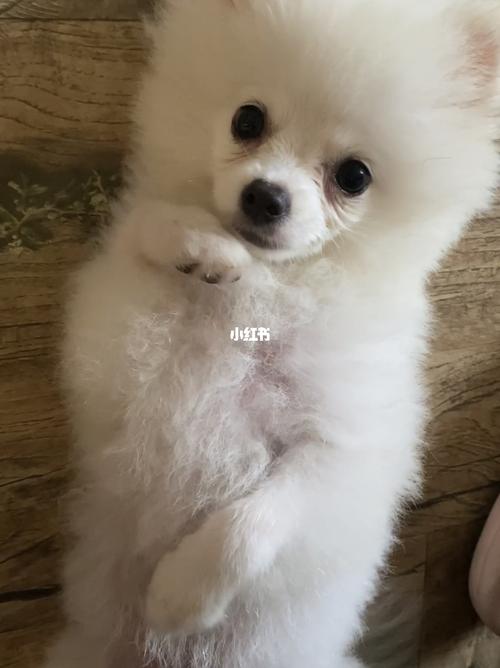 三个多月的博美犬_博美_博美犬_宠物_狗_晒狗