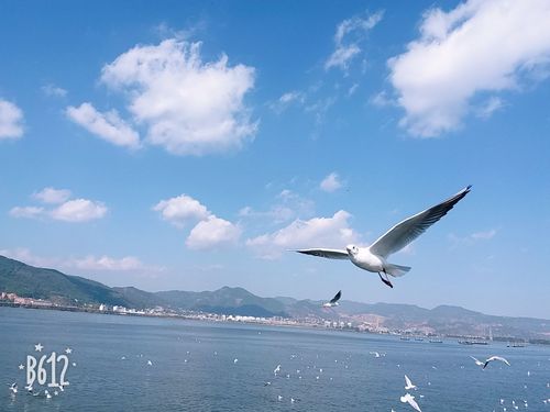 蓝天白云,海鸥展翅飞翔!