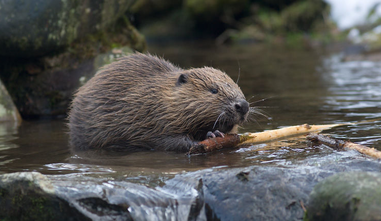 加拿大的一级保护动物是什么?