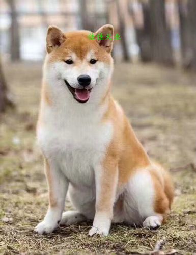 柴犬活体幼犬_佳佳犬业纯种活体日系柴犬幼犬活体小柴犬赤色八公犬