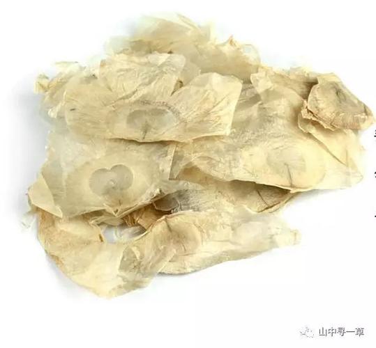 玉蝴蝶的功效与作用