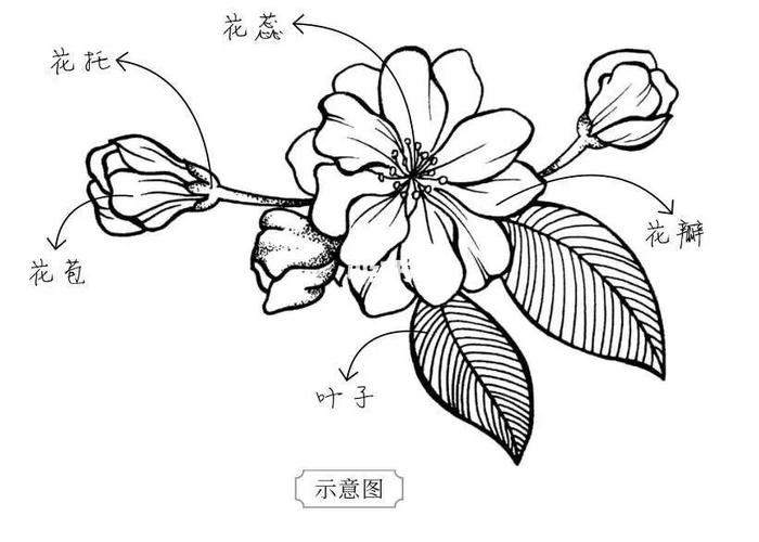 画画第5天_绘画_海棠花_临摹_画画_文化_绘画