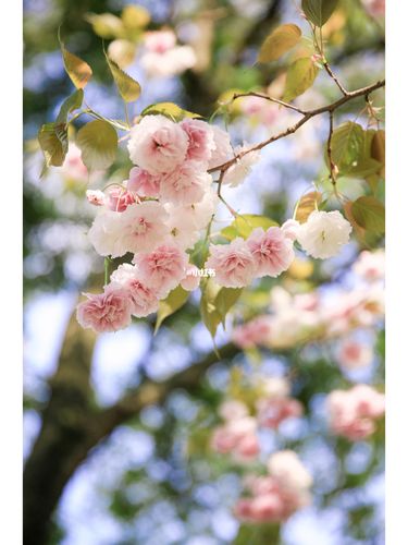 春眠不觉晓_春天去哪玩_赏花_佳能怎么样_围巾_高光_滤镜_阴影_春天去