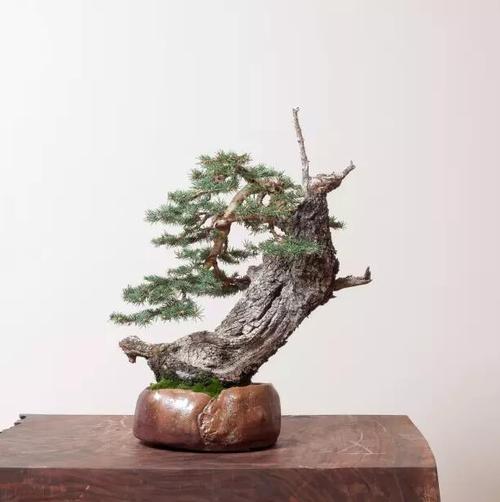 崖柏盆景,难得一见的艺术品