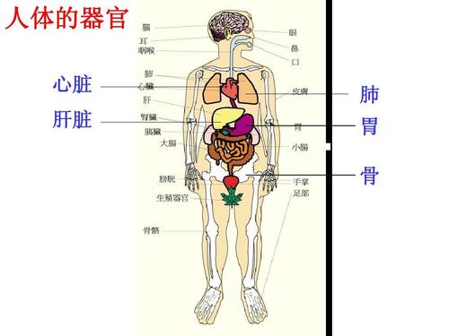 2.3 生物体的结构层次(第三课时) 课件(浙教版七年级上)