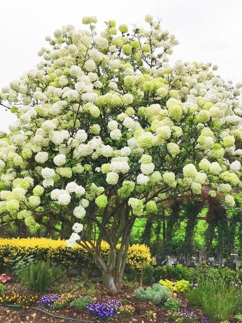 绝美鸢尾花(图片来源于网络) 发现一颗超大绣球树.