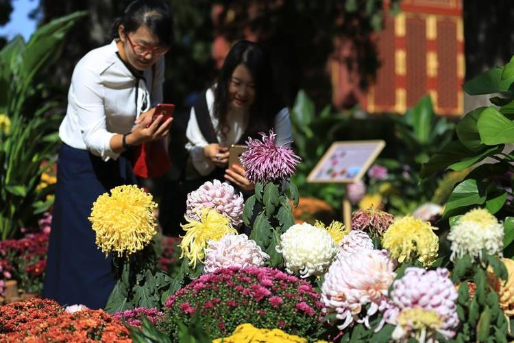 第九届北京菊花文化节开幕 千余种菊花绽放七大展区