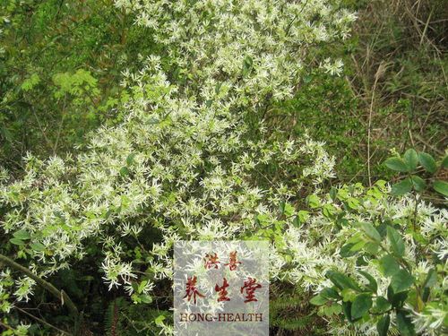 天然野生中草药材【满山白 小花满山白 毛果杜鹃】_7折现价5元