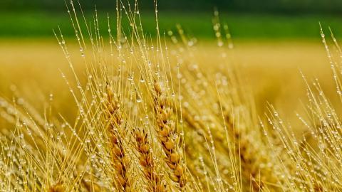 成熟麦子图片大全-花卉壁纸-高清花卉图片-第5图-娟娟