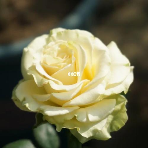 切花月季-琉璃翠_月季_我的月季花_家居家装_家居装饰