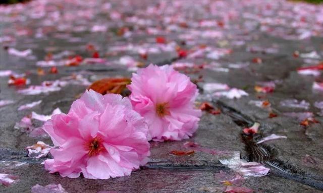 "山无数,乱红如雨,不记来时路",暮春花落,适合读读落花诗!