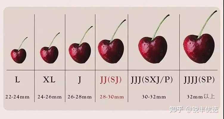 此外,对车厘子规格级别的划分还有另一种方式.