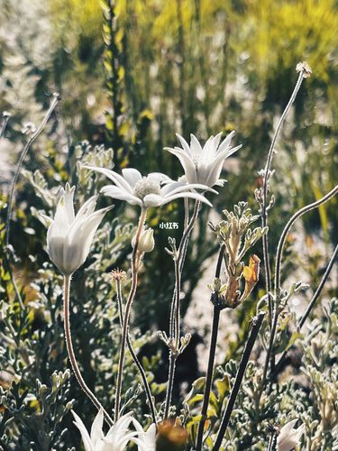悉尼蓝山|浴火新生的粉色法兰绒花_法兰绒_澳洲_周末