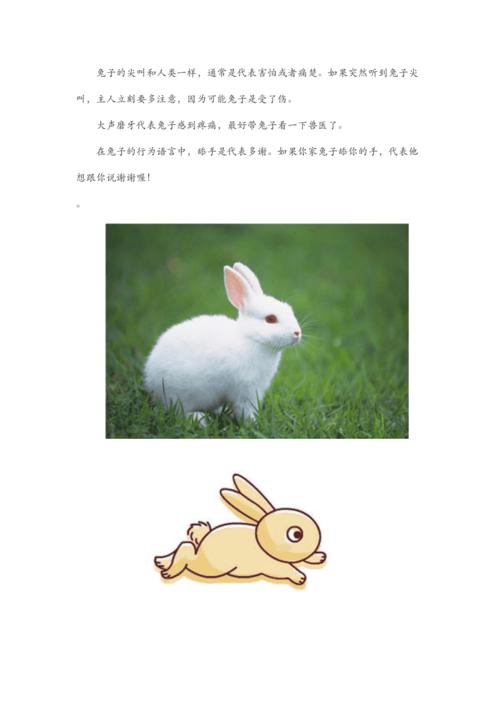 兔子的外形特点和兔子的生活习性