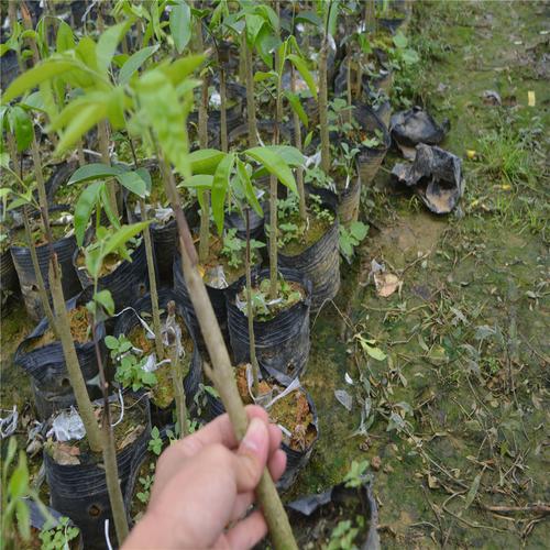 奇楠树苗是由野生的奇楠种母树的枝条嫁接的 由于野生奇楠树的稀少