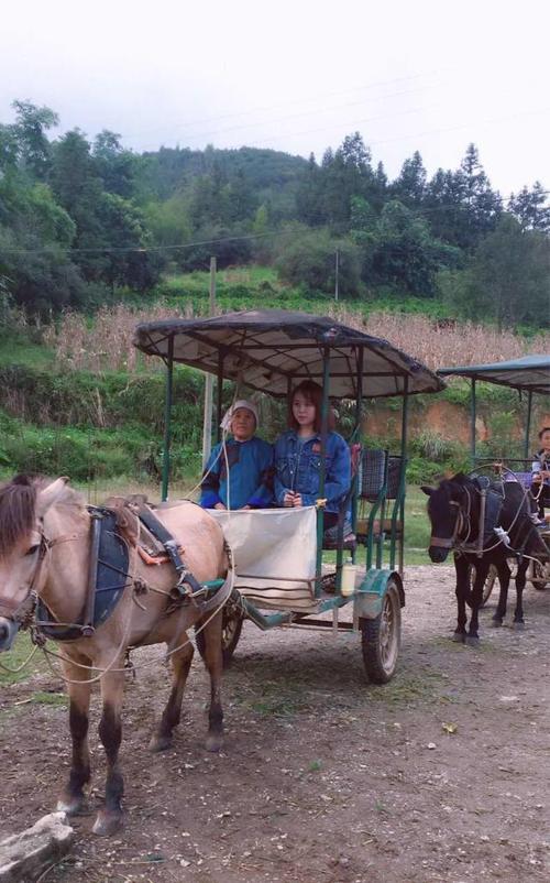 我要坐马拉车去室外桃源啦