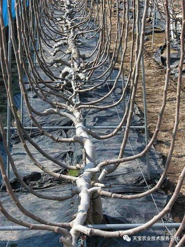 无花果整形修剪技术详解!