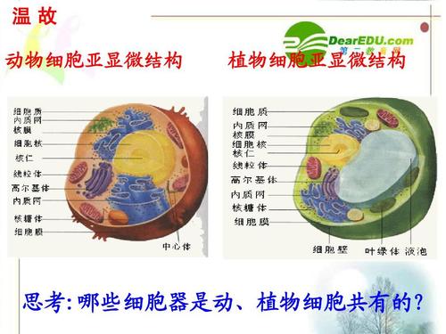 温故 动物细胞亚显微结构 植物细胞亚显微结构 思考:哪些细胞器是动