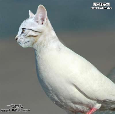 photoshop基础教程:为鸽子换猫头的移花接木教程