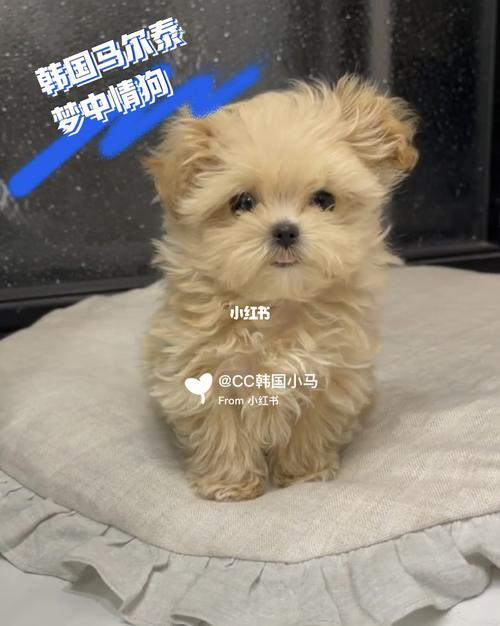 韩国9693马尔泰|这可能是你的梦中情狗93_韩国