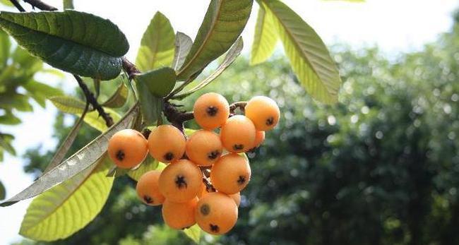 枇杷树都哪些生长习性,种植枇杷有又什么条件