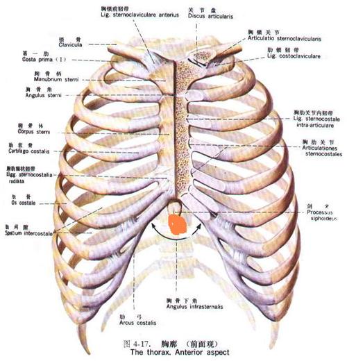 胸骨剑突下有一有点扁的肉团,小学时就有