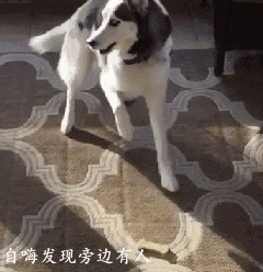 遇到害怕的事,它会这样躲起来