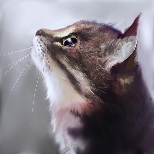 illustration:仰天的小猫