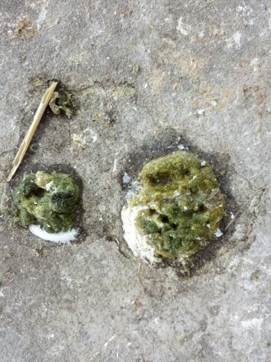 鸽子粪便拉的很大怎么回事?