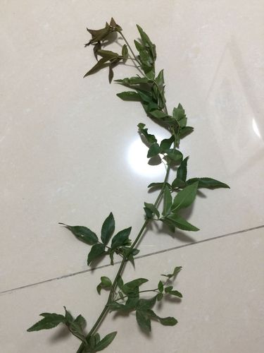 谁告诉我,我这是木香花吗?怎么栽了五年没开花呢?