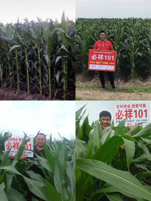 要想玉米产量高,就种必祥101