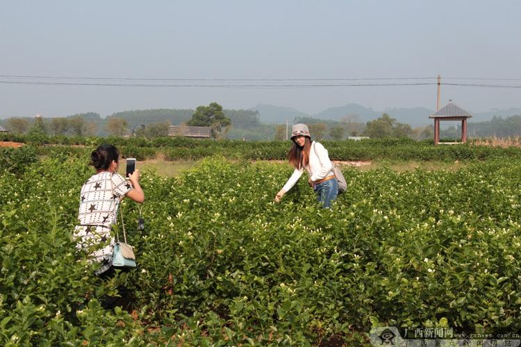 2015年中国(横县)茉莉花文化节23日开幕(13/17)