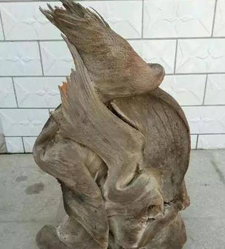 太行崖柏陈化舍利料,陈化至极历久弥坚坚若磐石