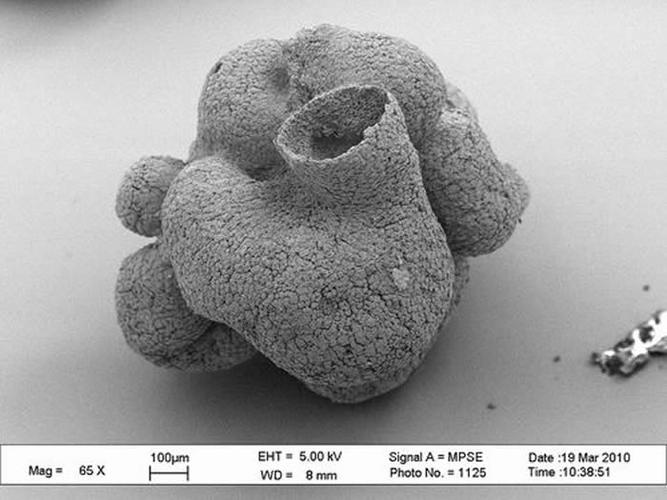 61亿年前的原始海绵动物化石贵州始杯海绵