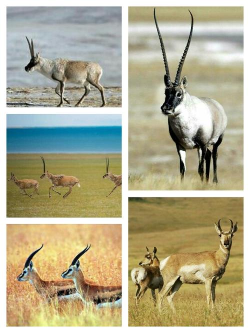 2016年9月4日,世界自然保护联盟宣布,将藏羚羊的受威胁程度由濒危降为