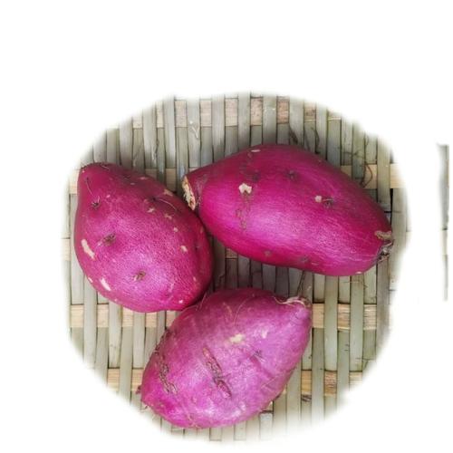 正宗临安天目山鸡蛋红薯迷你圆圆香薯5斤小香番薯