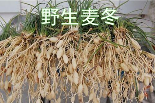 麦冬的功效与作用是什么