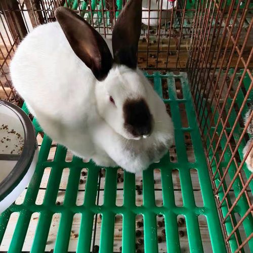 伊拉兔种兔纯种伊拉兔肉兔养殖场