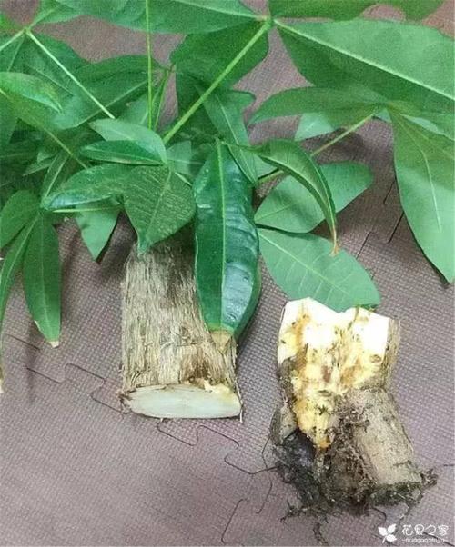发财树烂根别丢掉,还有救,简单4个步骤,能让它焕发生机勃勃!