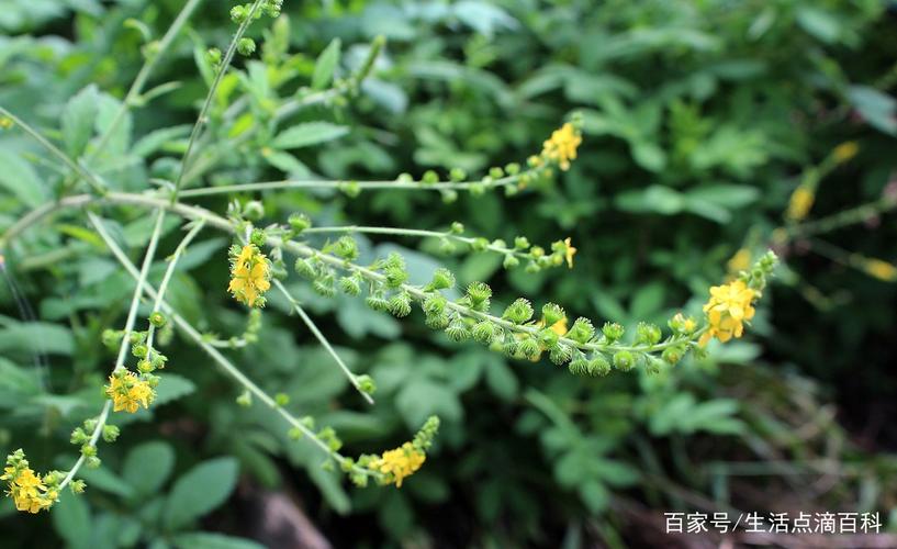 马鞭草俗称龙芽草,寓意着正义,期待,纯真无邪