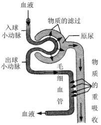 肾单位组成示意图 - 枫林晚 - 枫林晚