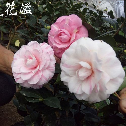 七仙女茶花 一树多色花茶花苗 绿植花卉室内茶花盆栽