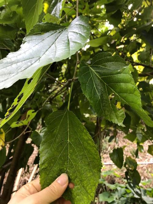 一起认识整棵树都有用的一一桑树