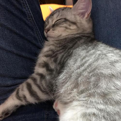 有偿领养四个月未绝育鱼骨纹英短小猫母猫