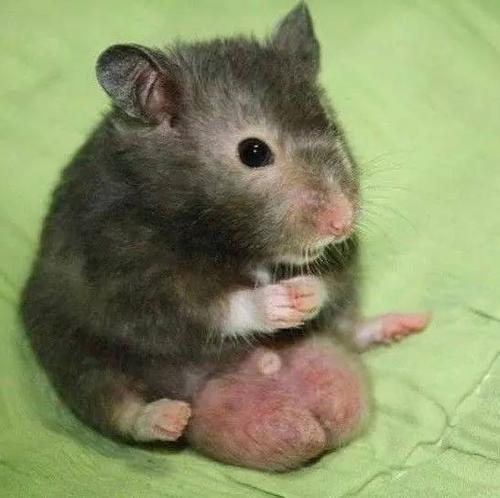 喂仓鼠吃带糖的食物;喂吃过多高糖份食物,糖尿病发作,体内葡萄糖成分