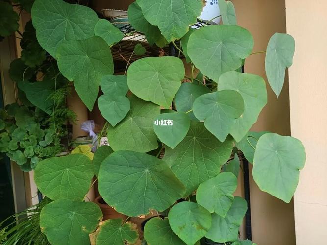 绿藤山乌龟_乌龟_办公室_阳台_英语六级_家居家装_家居装饰_花艺