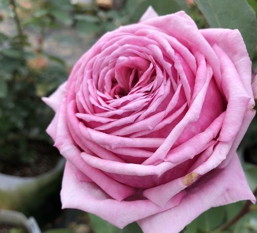 结爱浓香大花月季花苗盆栽勤花多头四季开花抗病性好