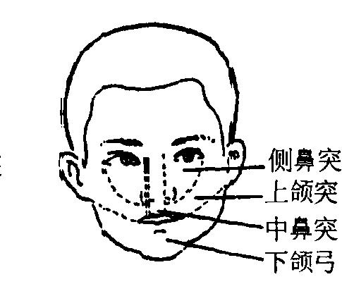 口腔考研组织病理学复习知识点:口腔颌面部发育